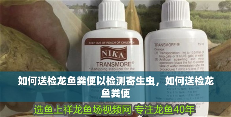 如何送檢龍魚糞便以檢測寄生蟲，如何送檢龍魚糞便