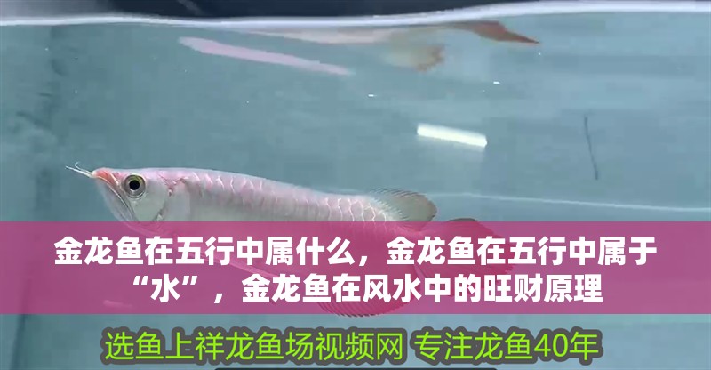 金龍魚在五行中屬什么，金龍魚在五行中屬于“水”，金龍魚在風水中的旺財原理