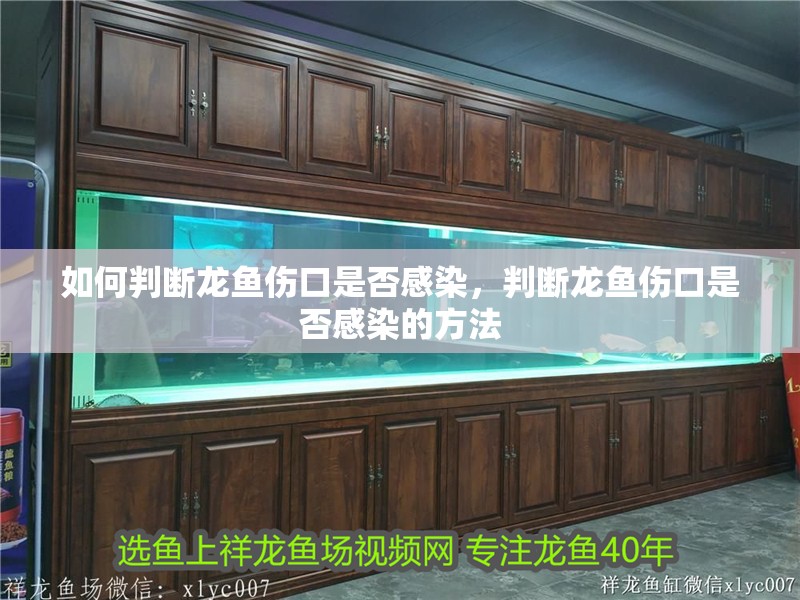 如何判斷龍魚傷口是否感染，判斷龍魚傷口是否感染的方法