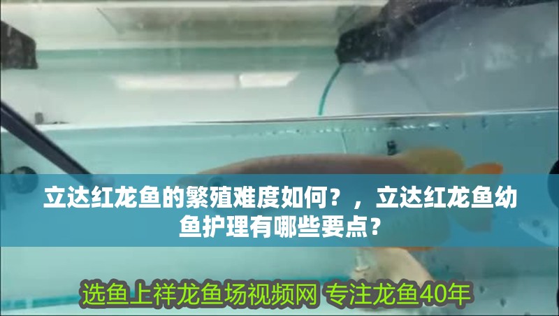 立達紅龍魚的繁殖難度如何？，立達紅龍魚幼魚護理有哪些要點？