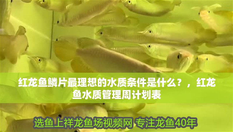 紅龍魚鱗片最理想的水質條件是什么？，紅龍魚水質管理周計劃表
