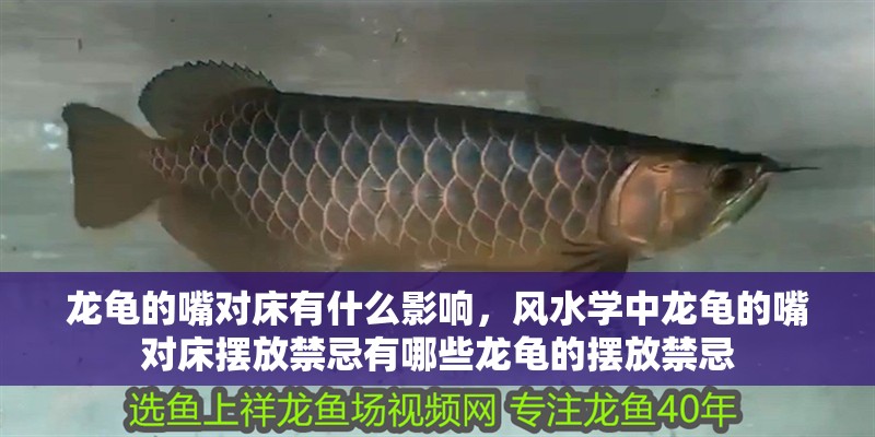 龍龜的嘴對床有什么影響，風水學中龍龜的嘴對床擺放禁忌有哪些龍龜的擺放禁忌