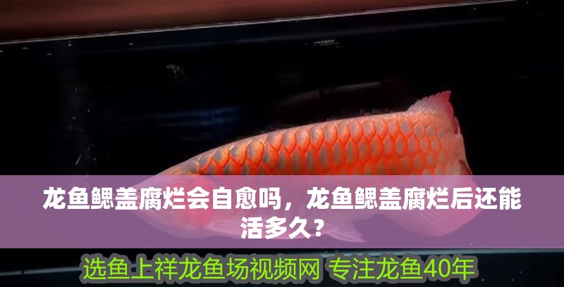 龍魚鰓蓋腐爛會自愈嗎，龍魚鰓蓋腐爛后還能活多久？