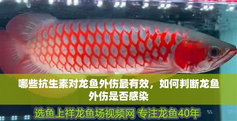 哪些抗生素對(duì)龍魚(yú)外傷最有效，如何判斷龍魚(yú)外傷是否感染