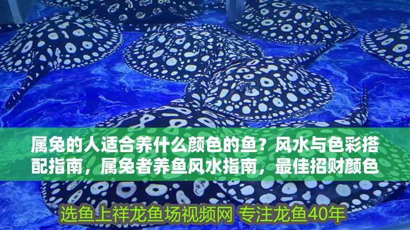 屬兔的人適合養(yǎng)什么顏色的魚？風水與色彩搭配指南，屬兔者養(yǎng)魚風水指南，最佳招財顏色與搭配技巧
