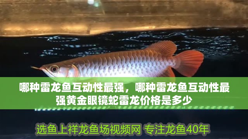 哪種雷龍魚互動性最強，哪種雷龍魚互動性最強黃金眼鏡蛇雷龍價格是多少