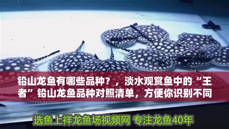 鉛山龍魚有哪些品種？，淡水觀賞魚中的“王者”鉛山龍魚品種對照清單，方便你識別不同