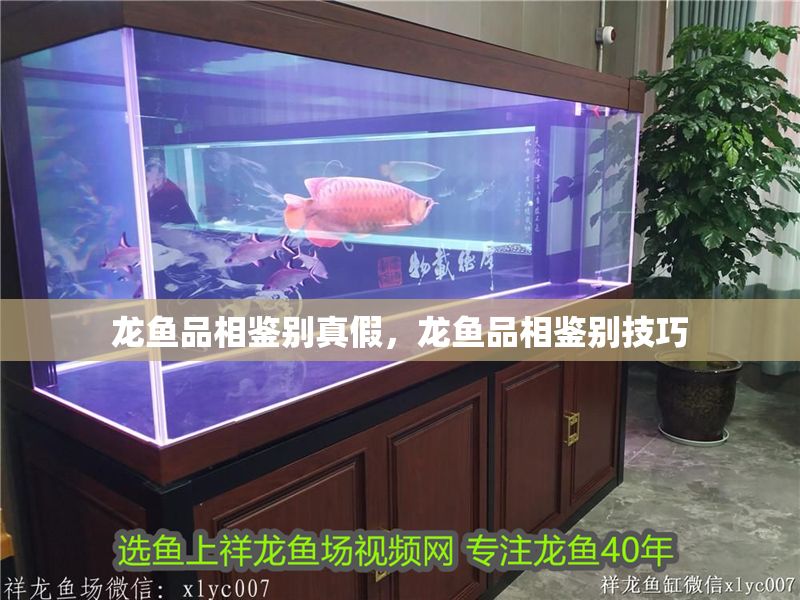 龍魚品相鑒別真假，龍魚品相鑒別技巧
