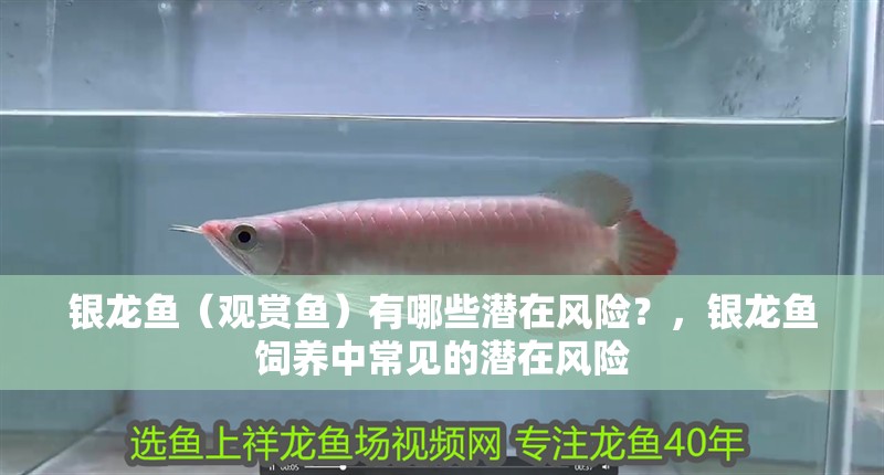 銀龍魚（觀賞魚）有哪些潛在風(fēng)險(xiǎn)？，銀龍魚飼養(yǎng)中常見的潛在風(fēng)險(xiǎn)