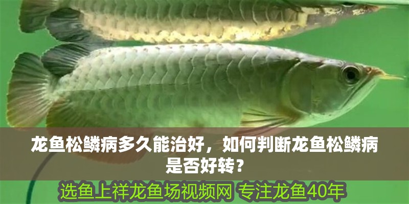 龍魚松鱗病多久能治好，如何判斷龍魚松鱗病是否好轉(zhuǎn)？