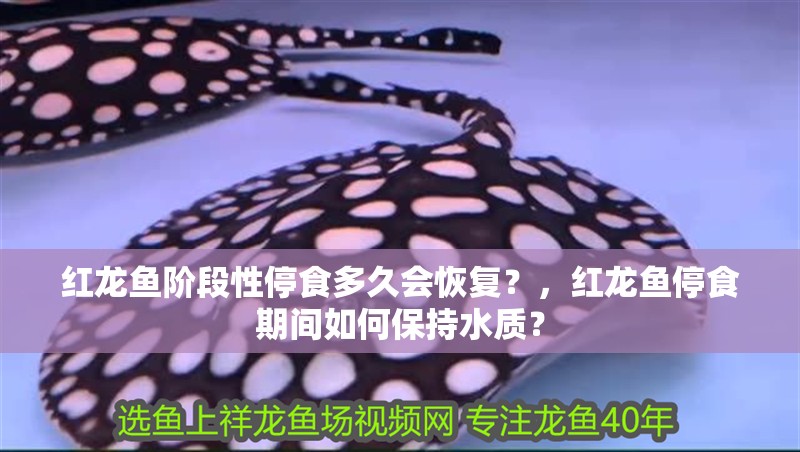 紅龍魚階段性停食多久會恢復(fù)？，紅龍魚停食期間如何保持水質(zhì)？