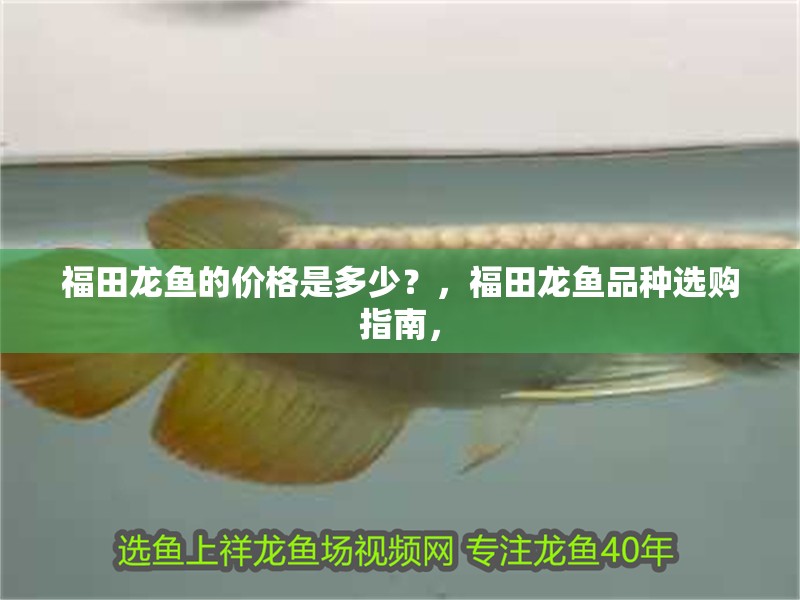 福田龍魚的價格是多少？，福田龍魚品種選購指南，