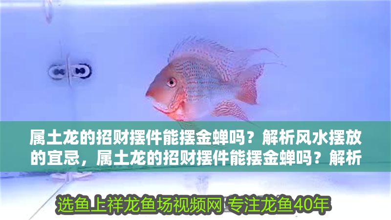 屬土龍的招財擺件能擺金蟬嗎？解析風水擺放的宜忌，屬土龍的招財擺件能擺金蟬嗎？解析風水擺放的宜忌