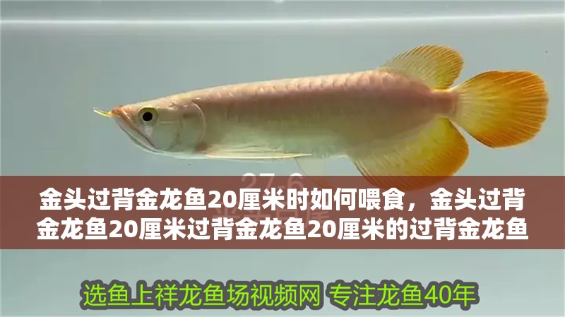 金頭過背金龍魚20厘米時如何喂食，金頭過背金龍魚20厘米過背金龍魚20厘米的過背金龍魚