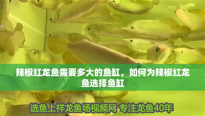 辣椒紅龍魚需要多大的魚缸，如何為辣椒紅龍魚選擇魚缸