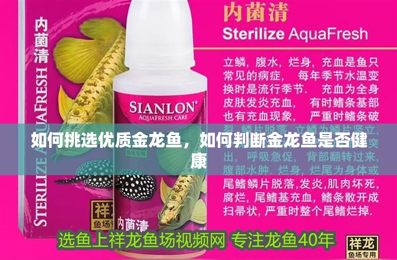 如何挑選優質金龍魚，如何判斷金龍魚是否健康