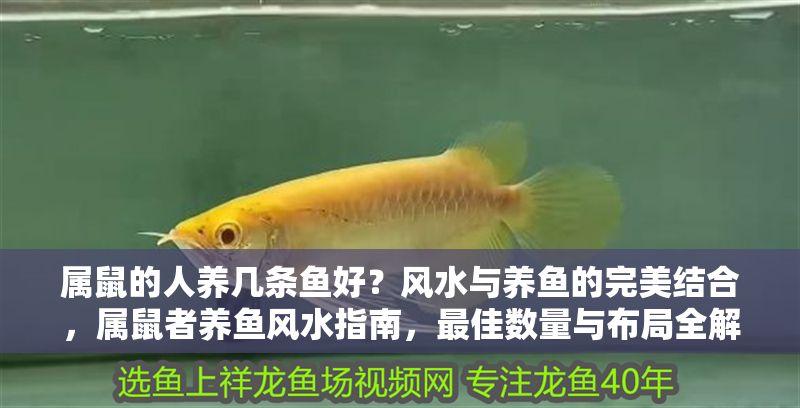 屬鼠的人養幾條魚好？風水與養魚的完美結合，屬鼠者養魚風水指南，最佳數量與布局全解析