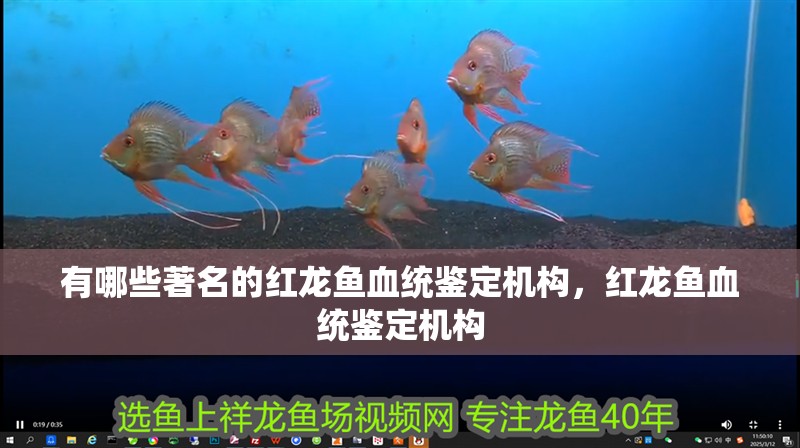 有哪些著名的紅龍魚(yú)血統(tǒng)鑒定機(jī)構(gòu)，紅龍魚(yú)血統(tǒng)鑒定機(jī)構(gòu)