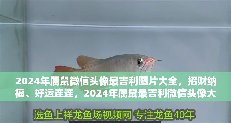 2024年屬鼠微信頭像最吉利圖片大全，招財納福、好運連連，2024年屬鼠最吉利微信頭像大全，招財納福好運來