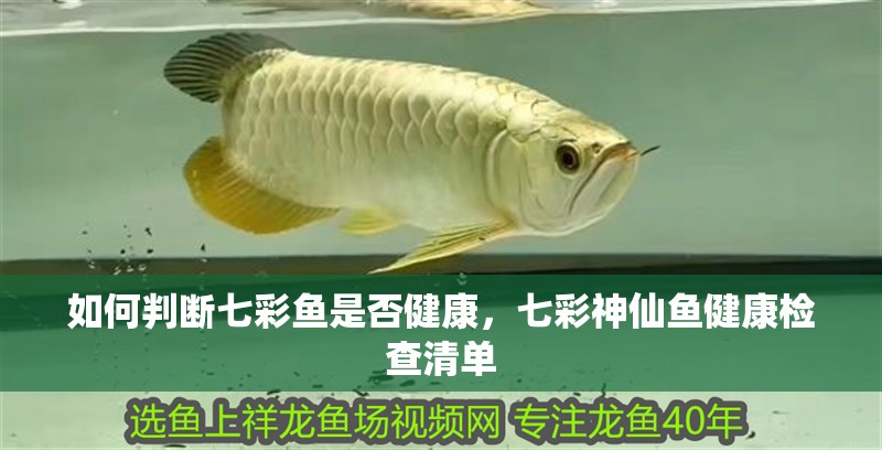 如何判斷七彩魚是否健康，七彩神仙魚健康檢查清單