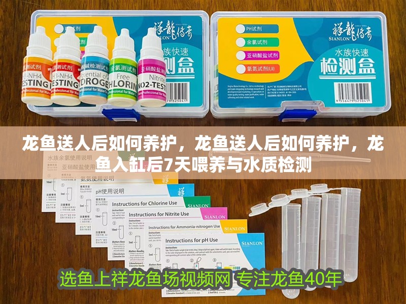 龍魚送人后如何養護，龍魚送人后如何養護，龍魚入缸后7天喂養與水質檢測