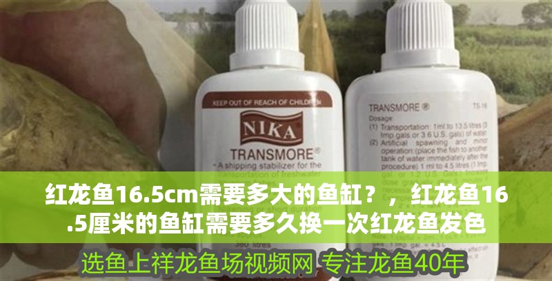 紅龍魚16.5cm需要多大的魚缸？，紅龍魚16.5厘米的魚缸需要多久換一次紅龍魚發色