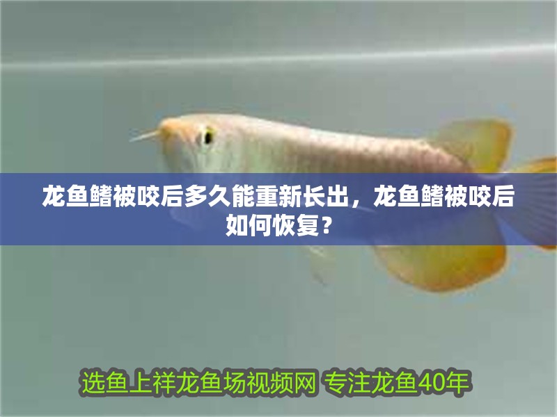 龍魚鰭被咬后多久能重新長出，龍魚鰭被咬后如何恢復？