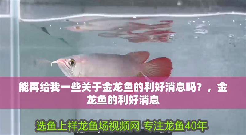 能再給我一些關(guān)于金龍魚的利好消息嗎？，金龍魚的利好消息
