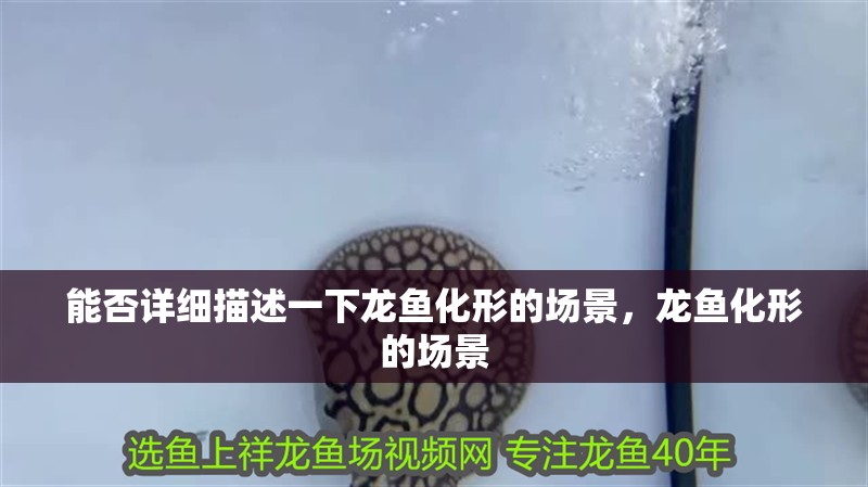 能否詳細描述一下龍魚化形的場景，龍魚化形的場景