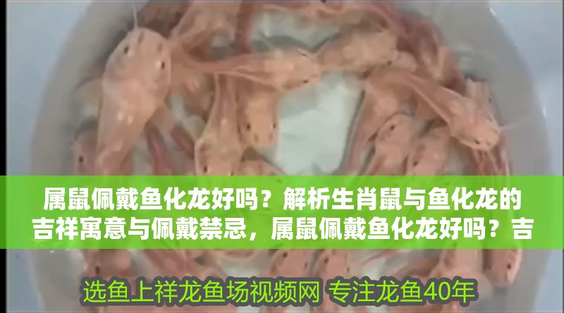 屬鼠佩戴魚化龍好嗎？解析生肖鼠與魚化龍的吉祥寓意與佩戴禁忌，屬鼠佩戴魚化龍好嗎？吉祥寓意與禁忌全解析