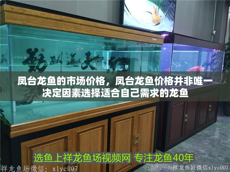 鳳臺龍魚的市場價格，鳳臺龍魚價格并非唯一決定因素選擇適合自己需求的龍魚