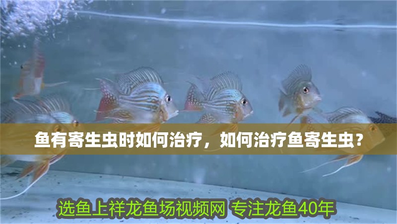 魚有寄生蟲時如何治療，如何治療魚寄生蟲？