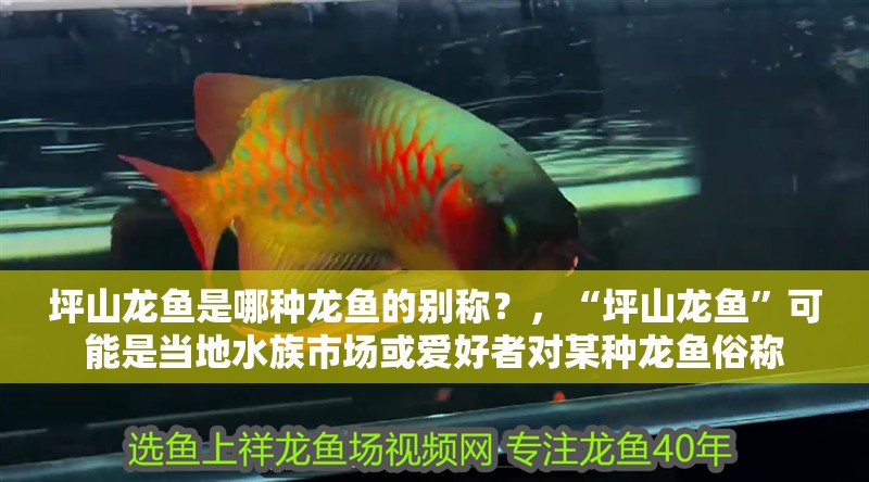 坪山龍魚是哪種龍魚的別稱？，“坪山龍魚”可能是當地水族市場或愛好者對某種龍魚俗稱