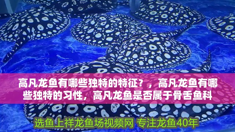 高凡龍魚有哪些獨特的特征？，高凡龍魚有哪些獨特的習性，高凡龍魚是否屬于骨舌魚科