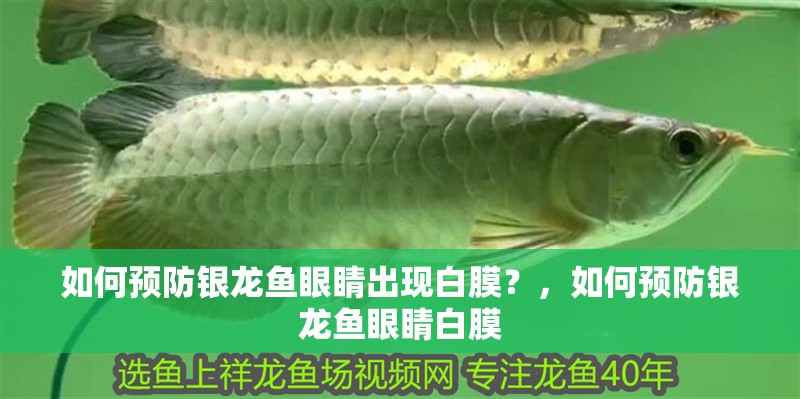 如何預防銀龍魚眼睛出現白膜？，如何預防銀龍魚眼睛白膜