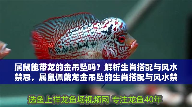 屬鼠能帶龍的金吊墜嗎？解析生肖搭配與風水禁忌，屬鼠佩戴龍金吊墜的生肖搭配與風水禁忌解析