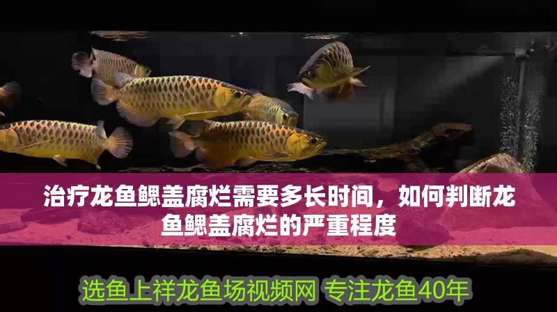 治療龍魚鰓蓋腐爛需要多長時間，如何判斷龍魚鰓蓋腐爛的嚴重程度
