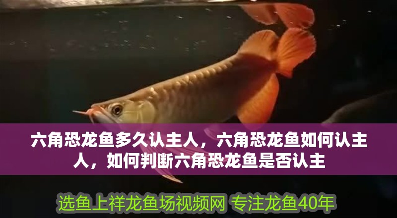 六角恐龍魚多久認主人，六角恐龍魚如何認主人，如何判斷六角恐龍魚是否認主