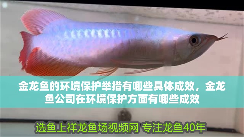 金龍魚(yú)的環(huán)境保護(hù)舉措有哪些具體成效，金龍魚(yú)公司在環(huán)境保護(hù)方面有哪些成效