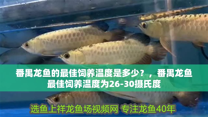 番禺龍魚的最佳飼養溫度是多少？，番禺龍魚最佳飼養溫度為26-30攝氏度 番禺龍魚的最佳飼養溫度是多少？，番禺龍魚最佳飼養溫度為26-30攝氏度 龍魚百科