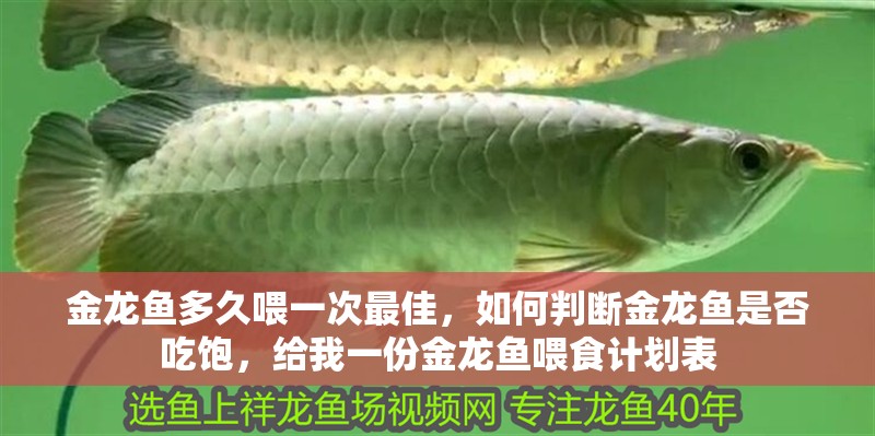 金龍魚多久喂一次最佳，如何判斷金龍魚是否吃飽，給我一份金龍魚喂食計劃表