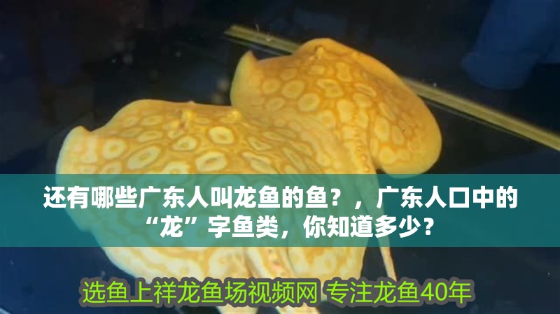 還有哪些廣東人叫龍魚的魚？，廣東人口中的“龍”字魚類，你知道多少？