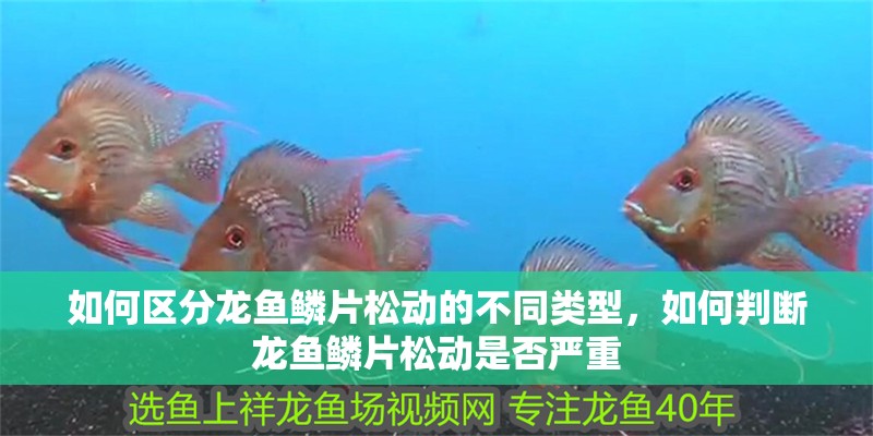 如何區分龍魚鱗片松動的不同類型，如何判斷龍魚鱗片松動是否嚴重