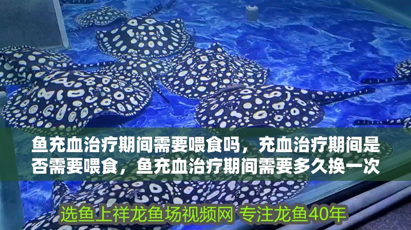 魚充血治療期間需要喂食嗎，充血治療期間是否需要喂食，魚充血治療期間需要多久換一次水