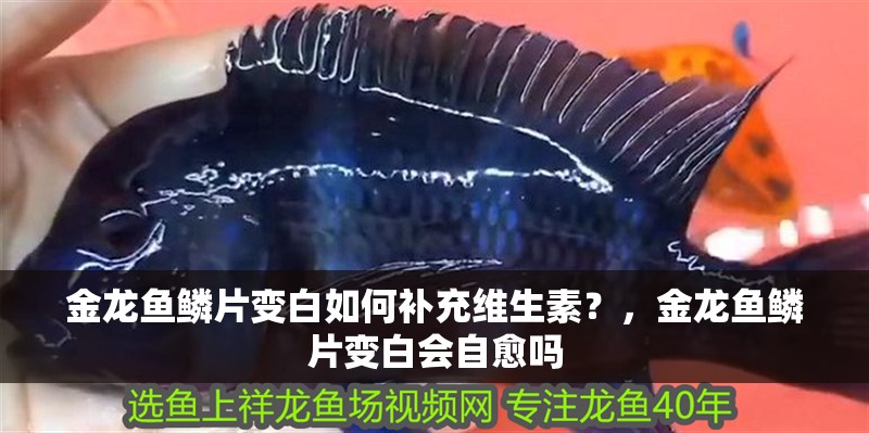 金龍魚鱗片變白如何補(bǔ)充維生素？，金龍魚鱗片變白會(huì)自愈嗎 金龍魚鱗片變白如何補(bǔ)充維生素？，金龍魚鱗片變白會(huì)自愈嗎 龍魚百科
