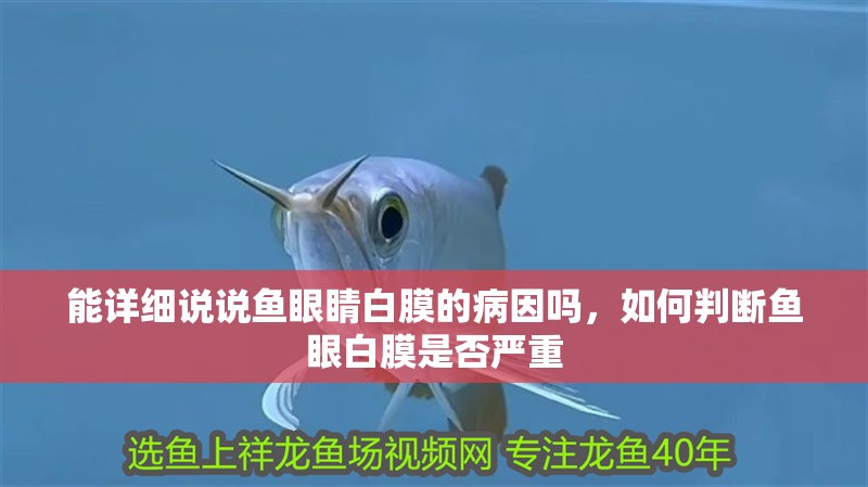 能詳細說說魚眼睛白膜的病因嗎，如何判斷魚眼白膜是否嚴重