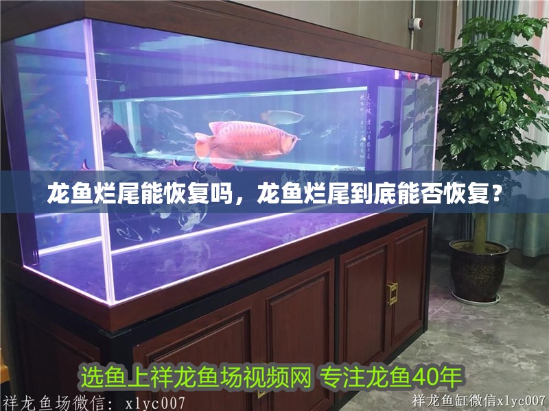 龍魚爛尾能恢復嗎，龍魚爛尾到底能否恢復？