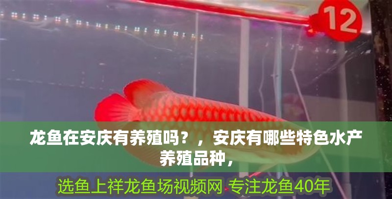 龍魚在安慶有養(yǎng)殖嗎？，安慶有哪些特色水產(chǎn)養(yǎng)殖品種，