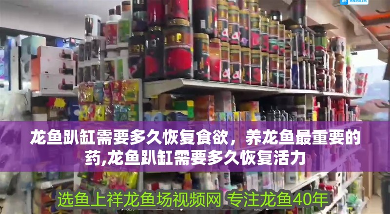龍魚趴缸需要多久恢復食欲，養龍魚最重要的藥,龍魚趴缸需要多久恢復活力