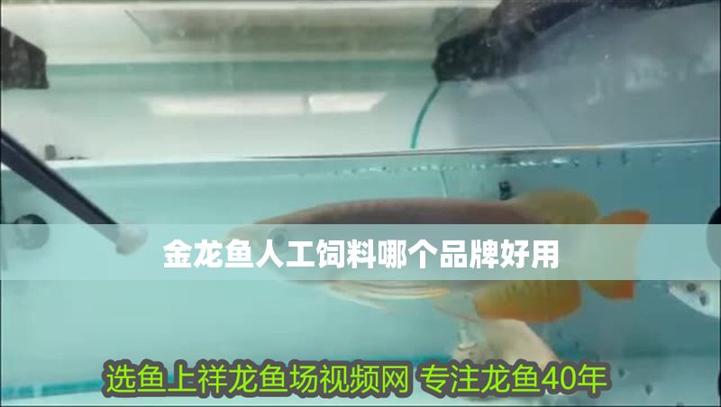 金龍魚人工飼料哪個(gè)品牌好用 金龍魚人工飼料哪個(gè)品牌好用 龍魚百科 第2張